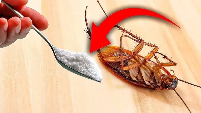 How to Get Rid of Cockroaches in Your Home Naturally