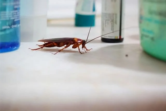 Cockroach control in New York apartment