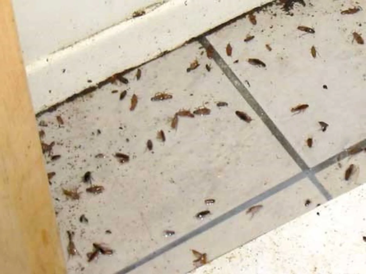 Cockroach control in Nevada property