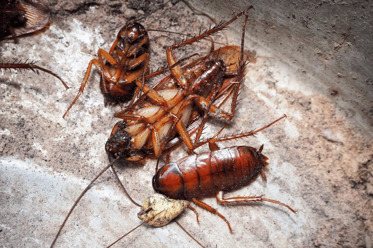 Oriental cockroach in moist environment