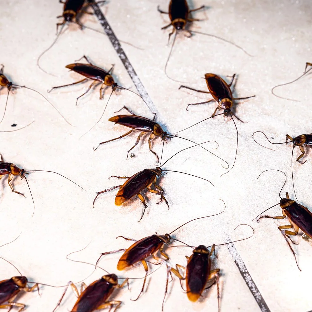 Cockroach extermination in city loft