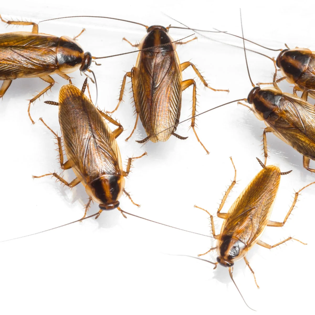 Silverfish showing characteristic appearance and size