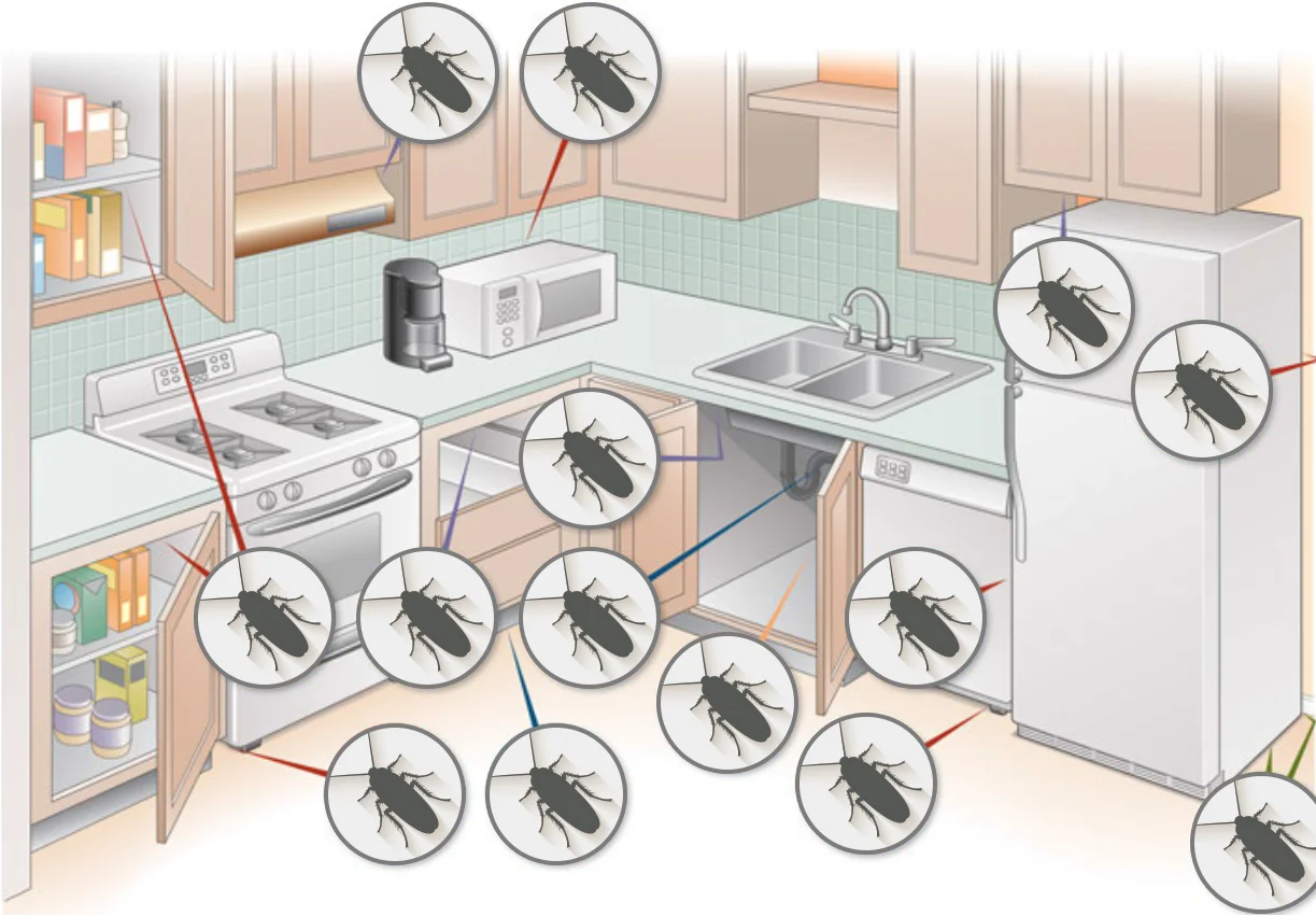 Cockroach in Florida kitchen