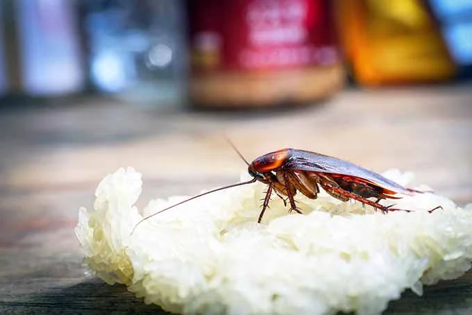 Cockroach in kitchen