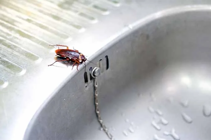 Contaminated kitchen area showing health risks from mice