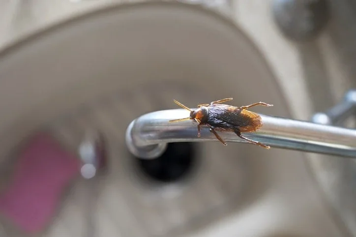 Grain beetles and weevils in stored food products