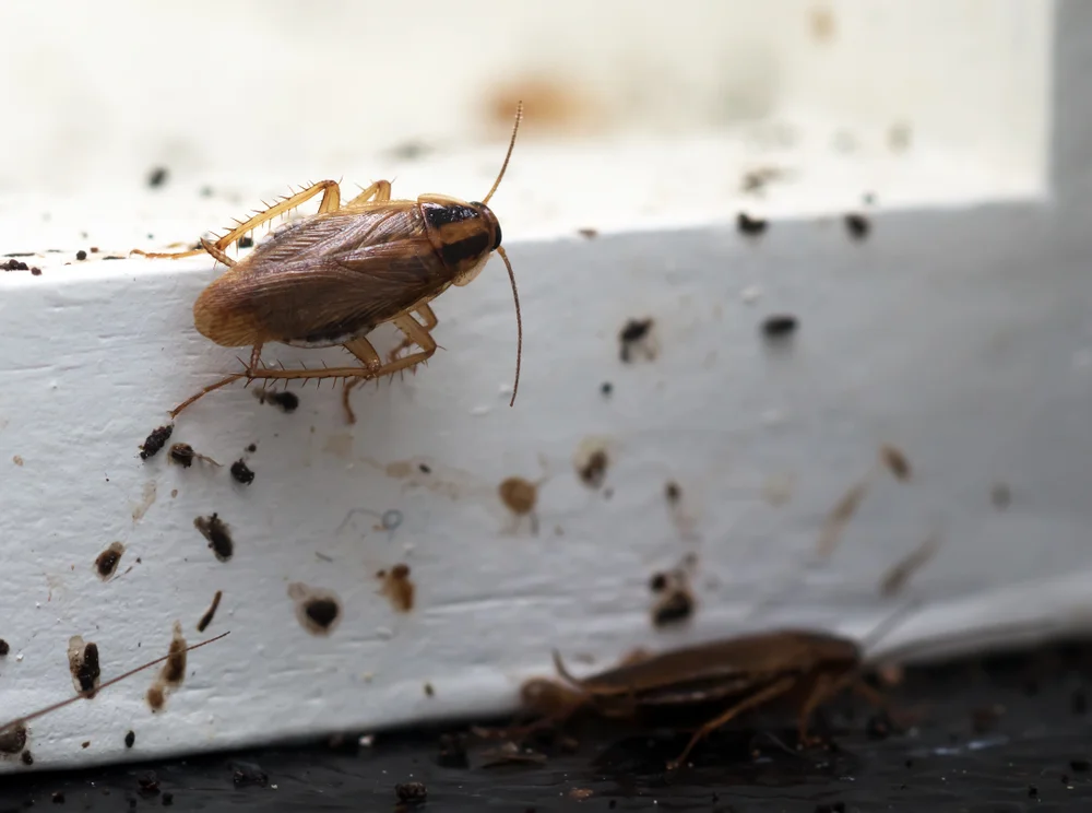 Health hazards from rat contamination in food areas