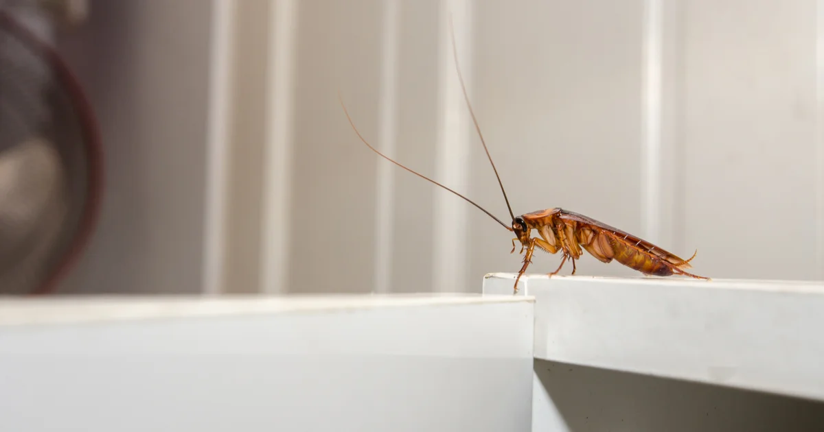 Indian meal moth damage in pantry food items