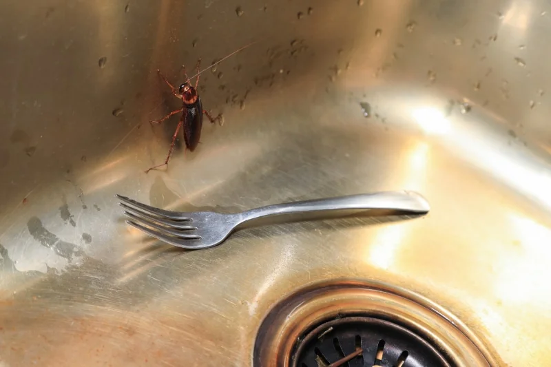 Extensive food contamination from stored product pests