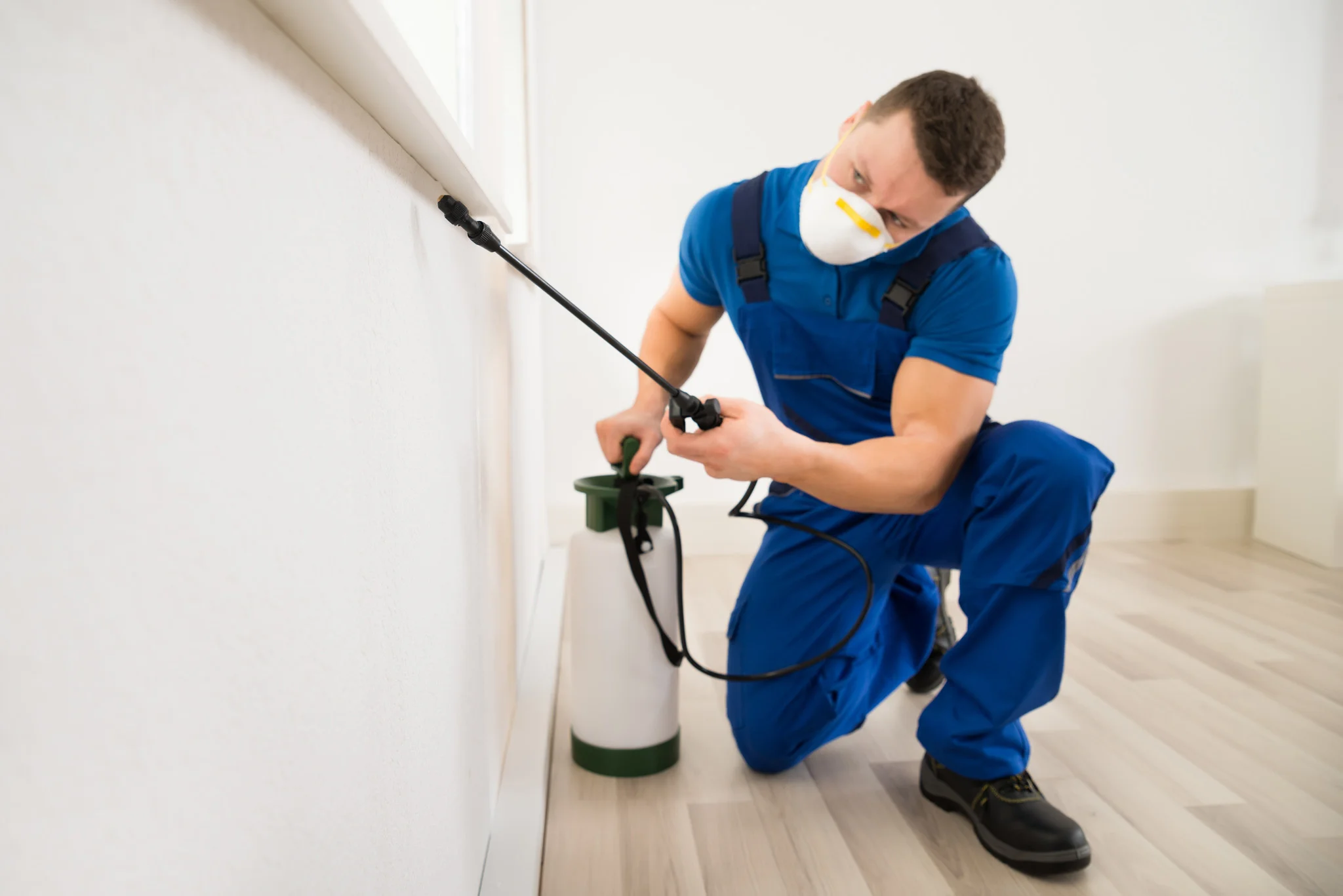 Eco-friendly pest control in New York property