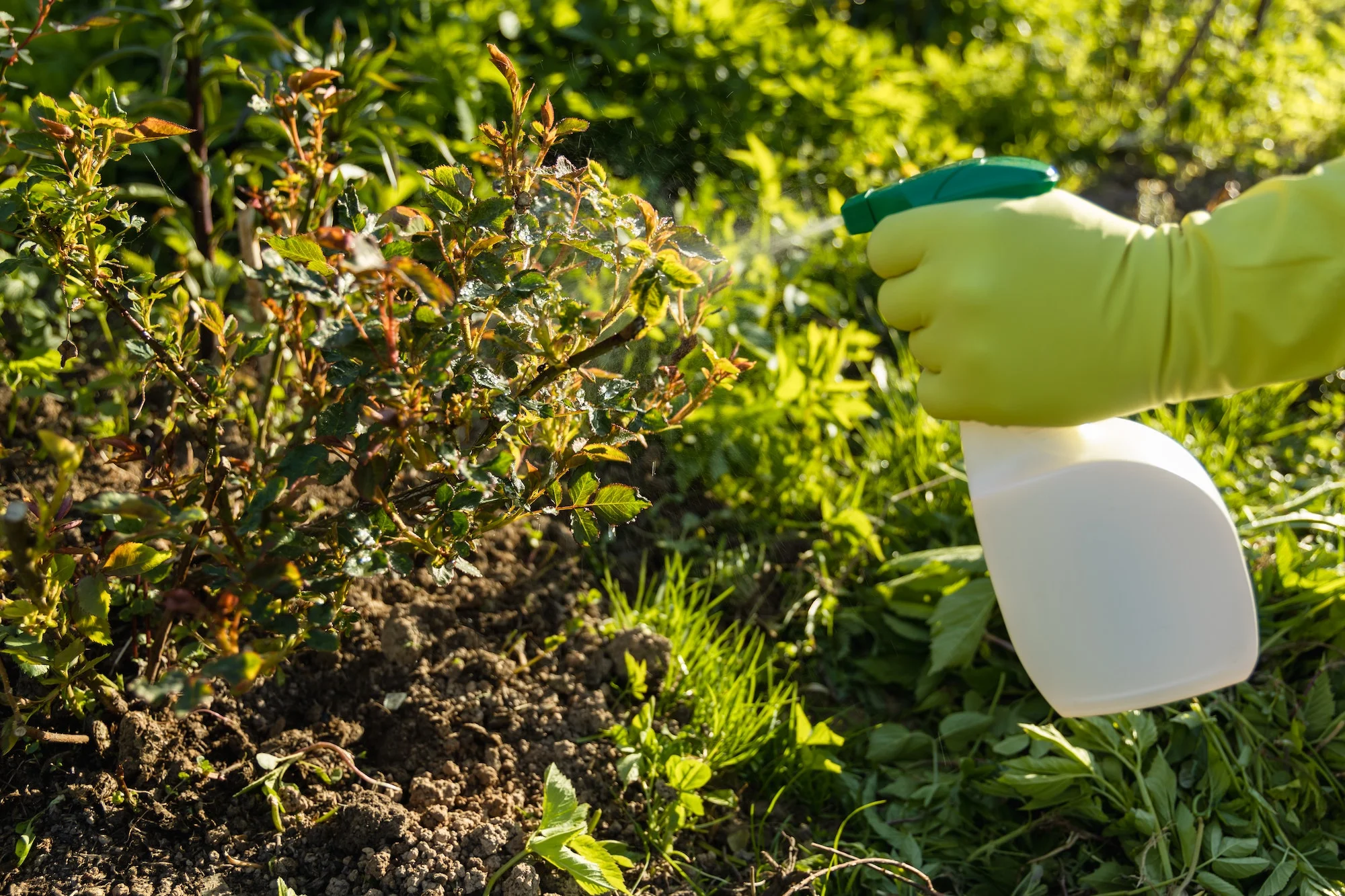 Eco-friendly pest control in Georgia garden