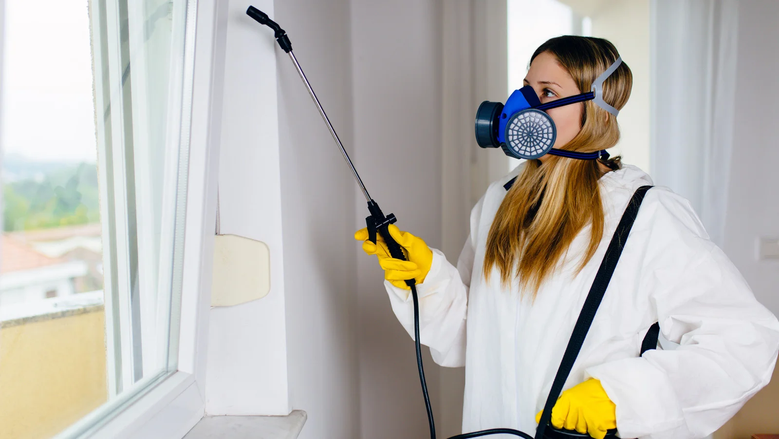 Wasp nest removal by professional