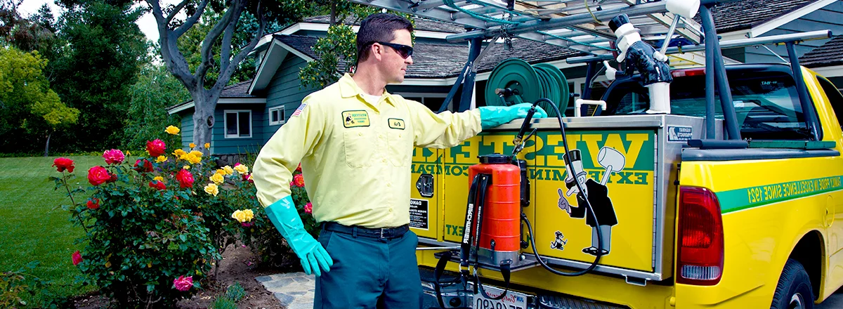 Professional wasp removal equipment vs DIY attempts