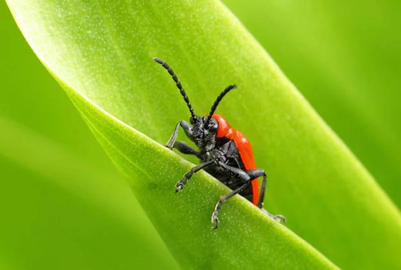 Rural community pest control coordination and collaboration