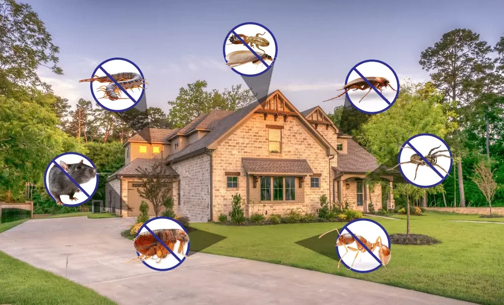Ant control in Idaho property