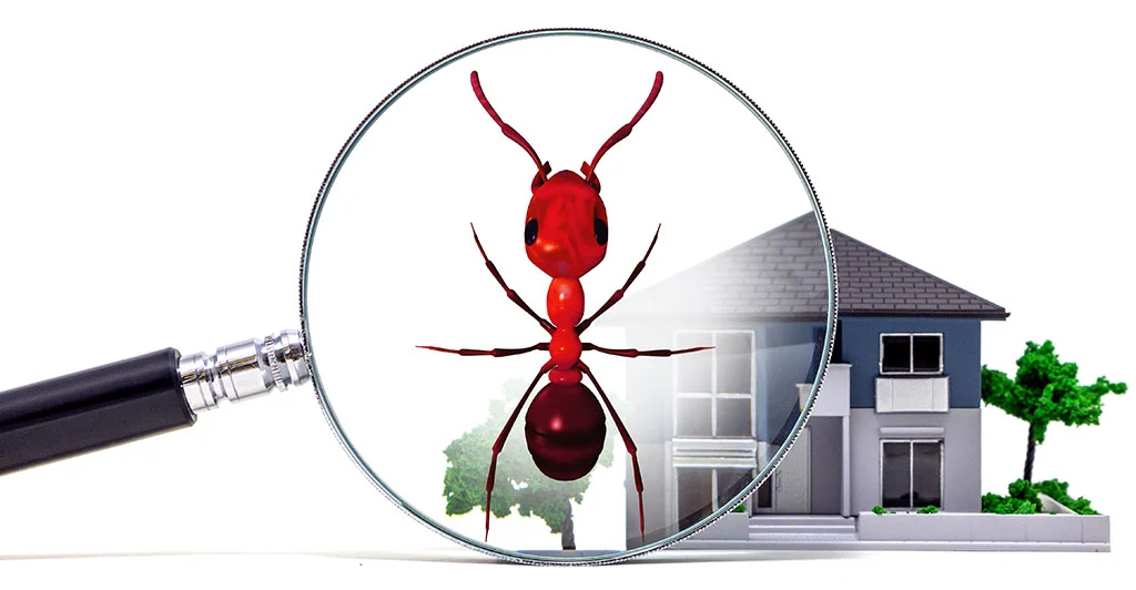 Carpenter ant inspection in Alaska home