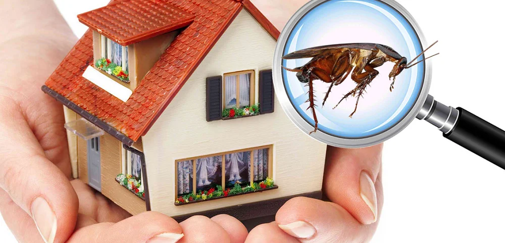Inspector checking for pest entry points around home