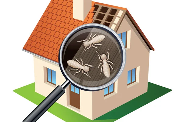 Professional identifying different stored product pest species