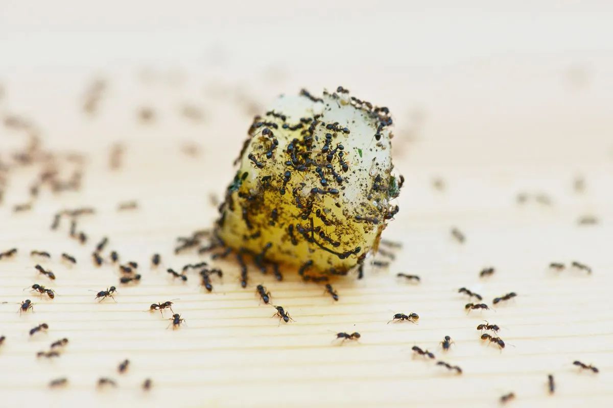 Best Ways to Keep Ants Out of Your Kitchen