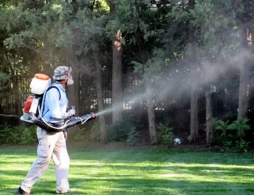 Outdoor entertainment area pest control for family gatherings