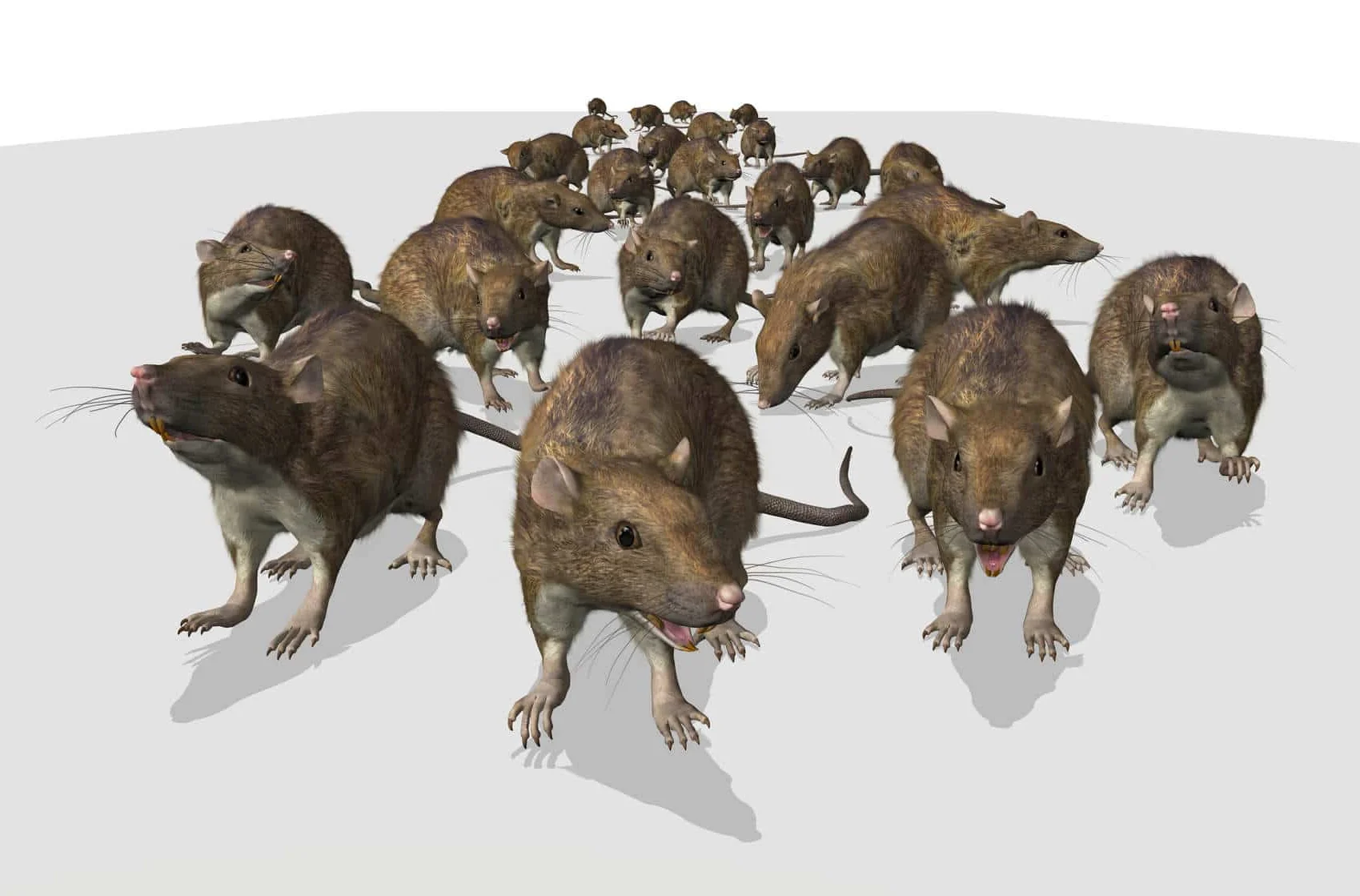 House mouse in residential setting
