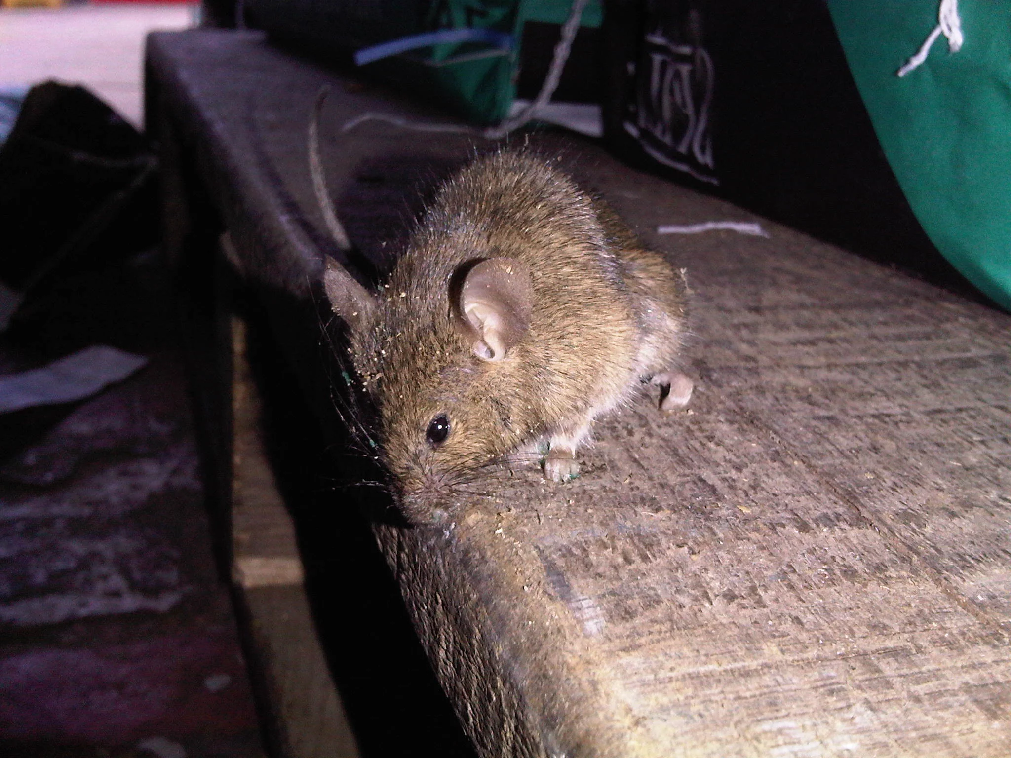 Homeowner listening for mouse activity sounds
