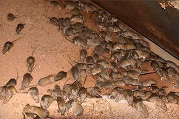 Rodent droppings comparison - mouse vs rat