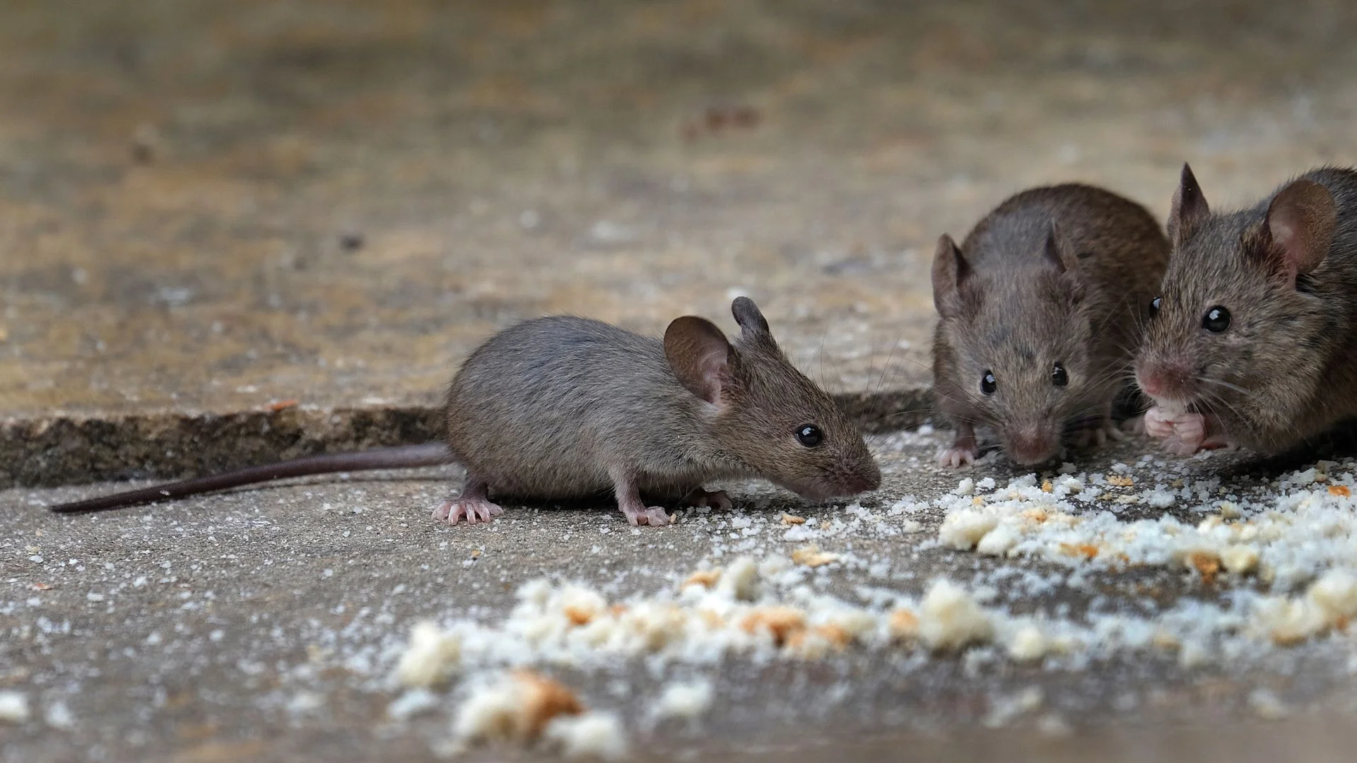 Food contamination from mouse droppings and urine