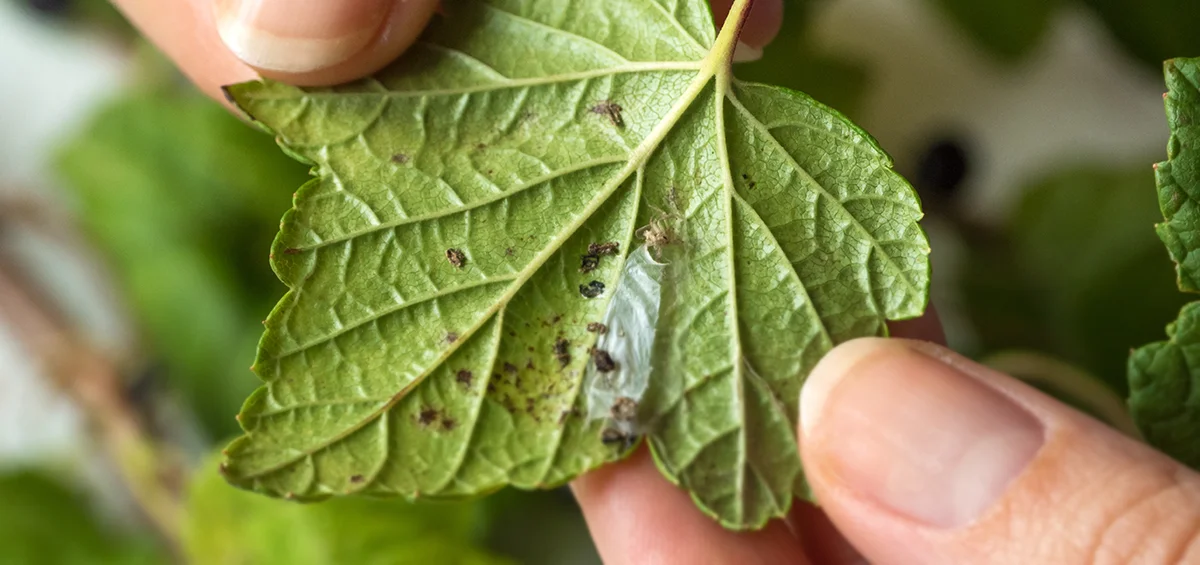 Natural pest control solutions supporting sustainable agriculture