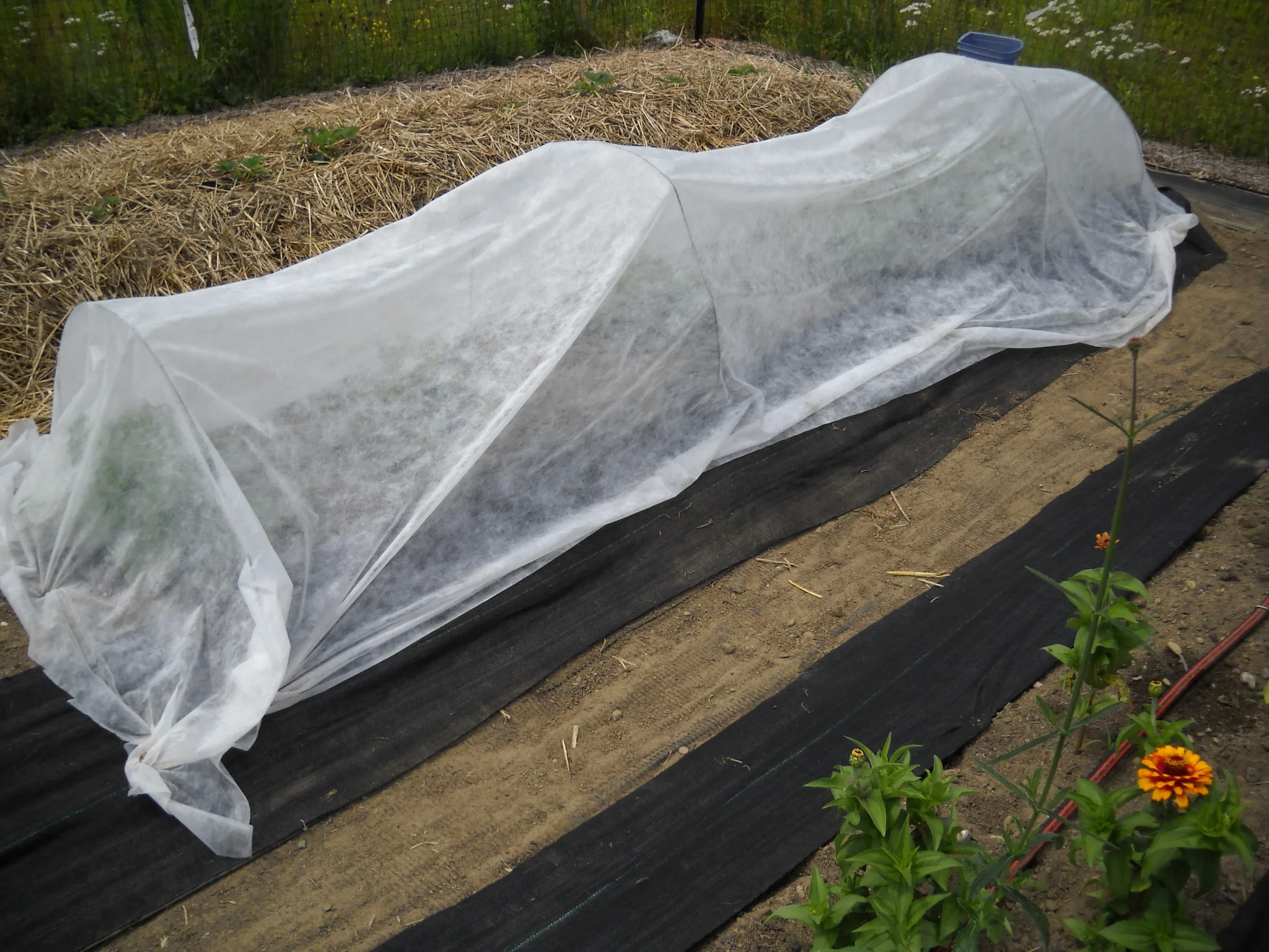 Exterior scorpion barrier treatment