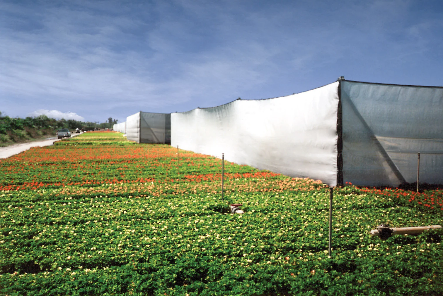 Professional protective barrier system for fire ant prevention