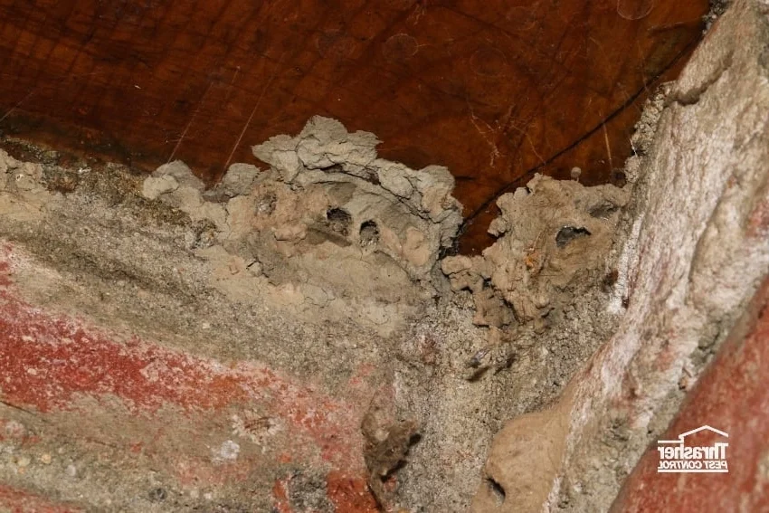 Pest control treatment of high ceiling areas in loft