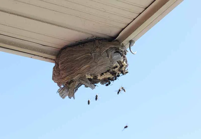 Seasonal invader prevention in Missouri property