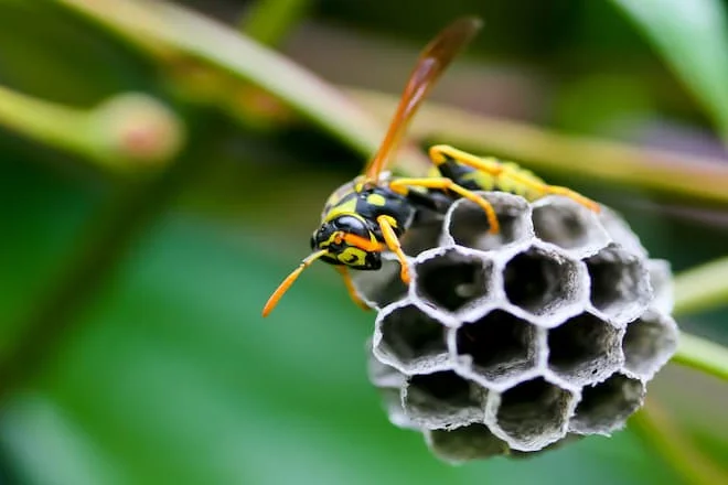 Treatment for boxelder bugs on Minnesota home