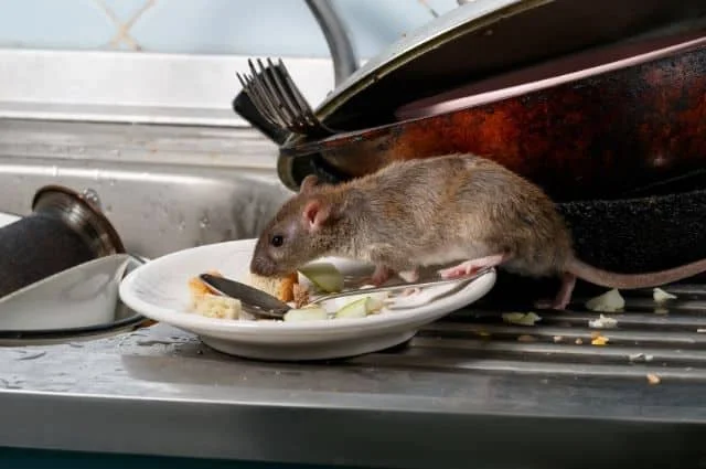 Norway rat showing typical size and characteristics