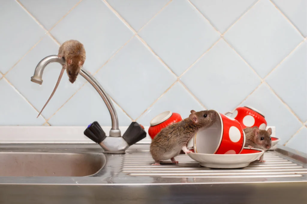 Pest control for rats in apartment complex
