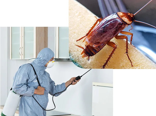 Professional cockroach inspection process