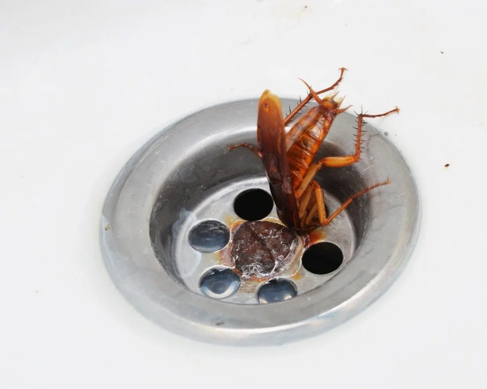 Professional bed bug treatment in urban apartment