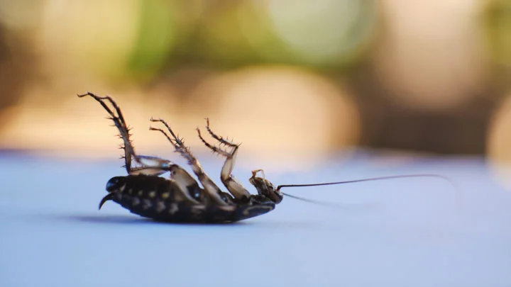 Cockroach control in Hawaii property