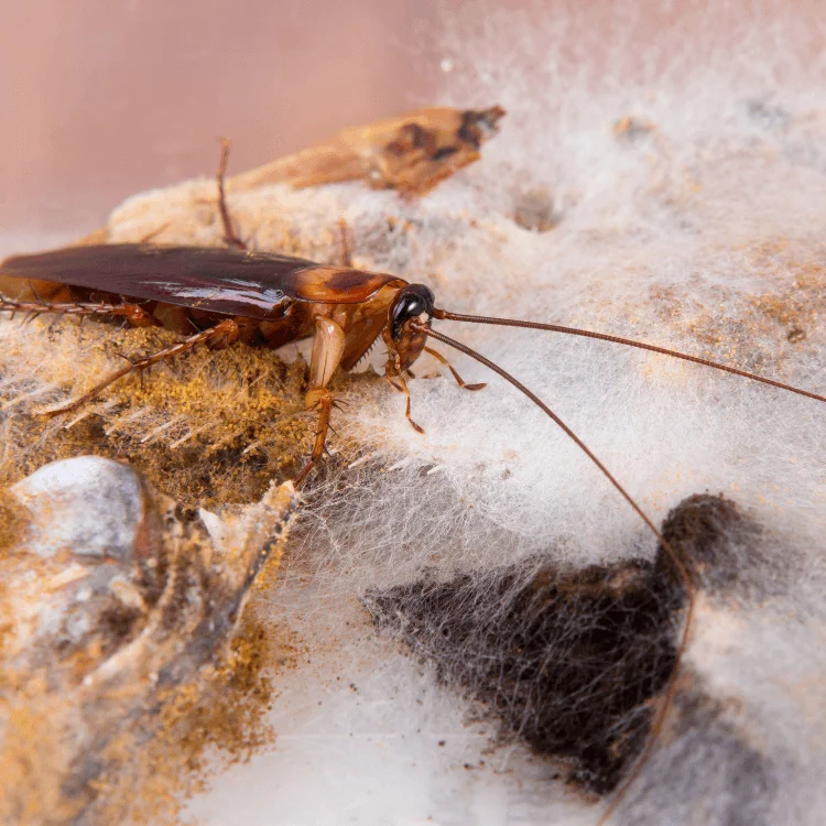 Technician applying professional cockroach control treatments