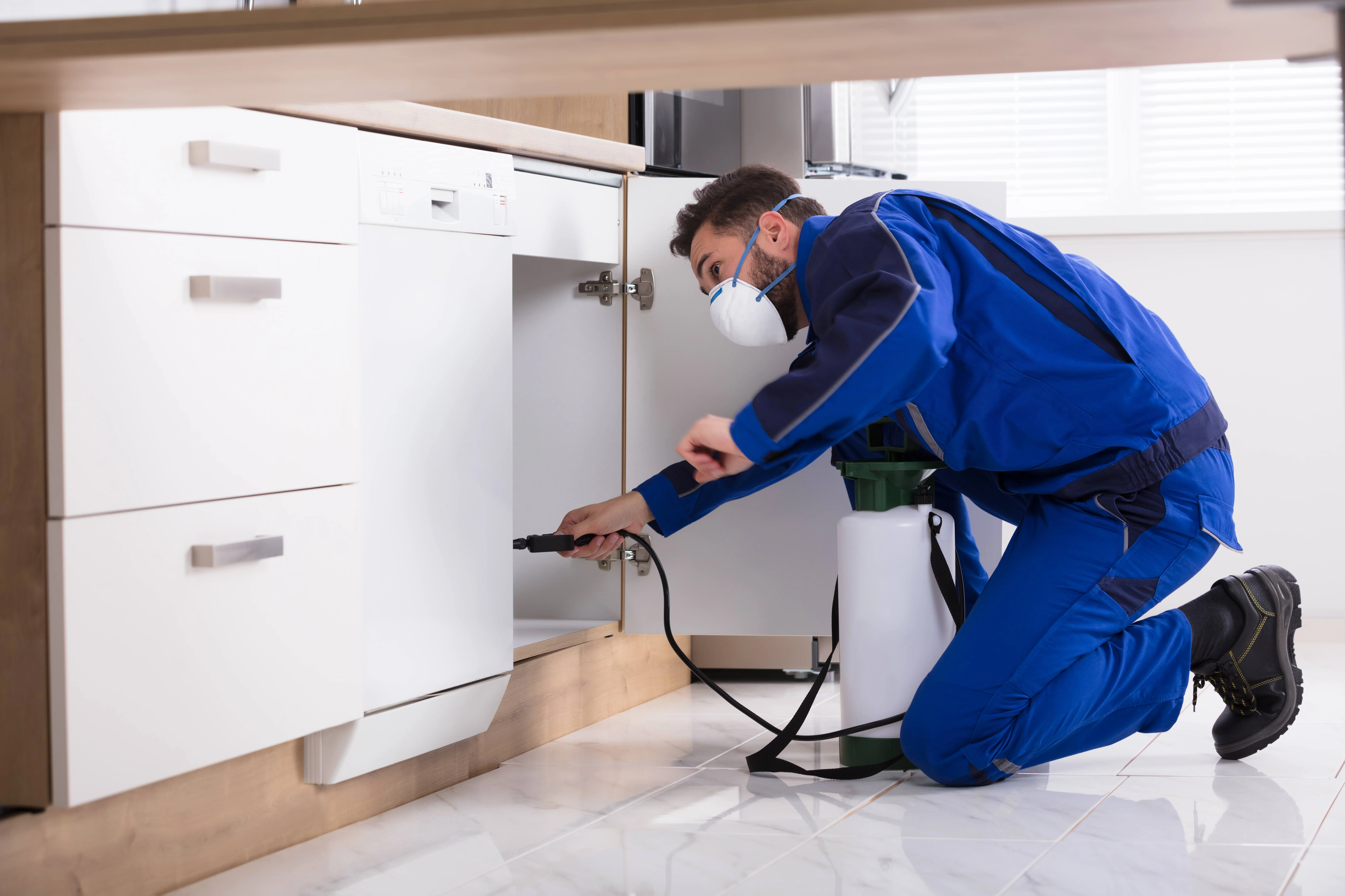 Professional applying preventive ant treatment