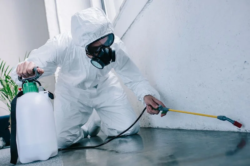 Professional cleaning after rodent remediation