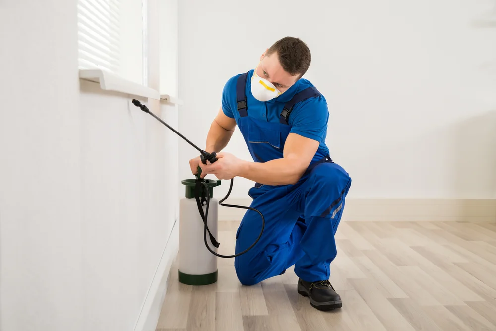 Professional ant inspection process
