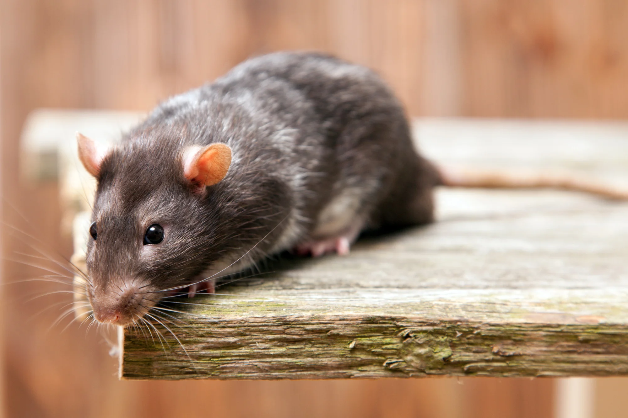 Rodent activity in apartment building attic space