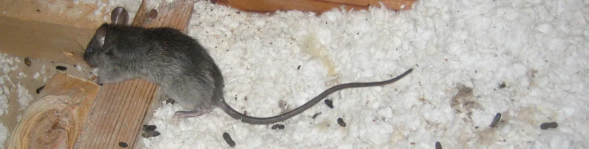 Rodents in attic