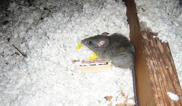 Technician investigating mouse activity in attic space