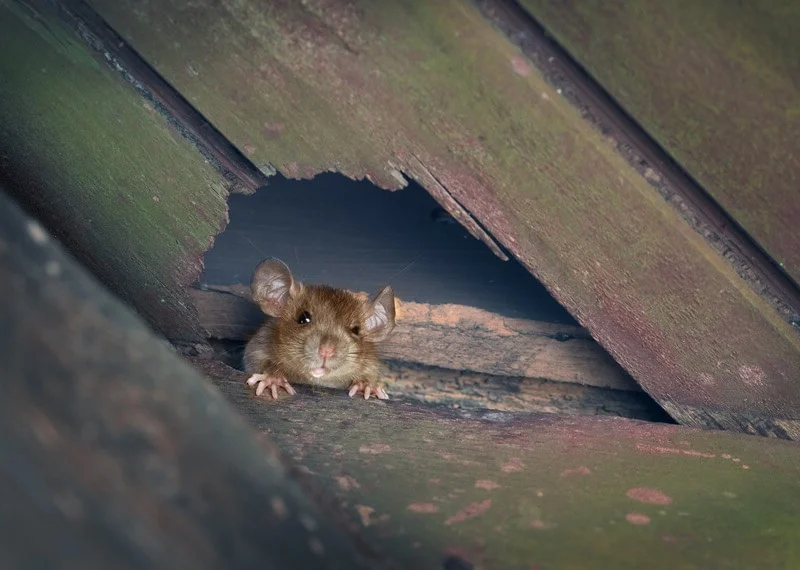 Electrical wire damage caused by rodent gnawing