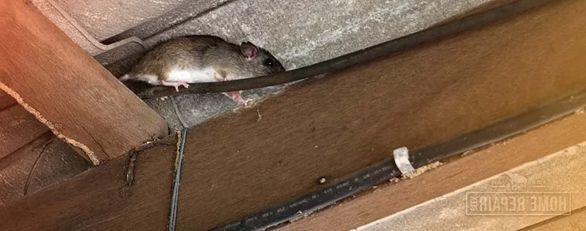Roof rat in attic showing climbing behavior
