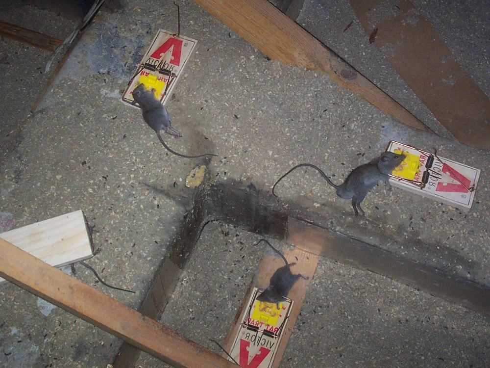 Rodent control in HOA community attic spaces