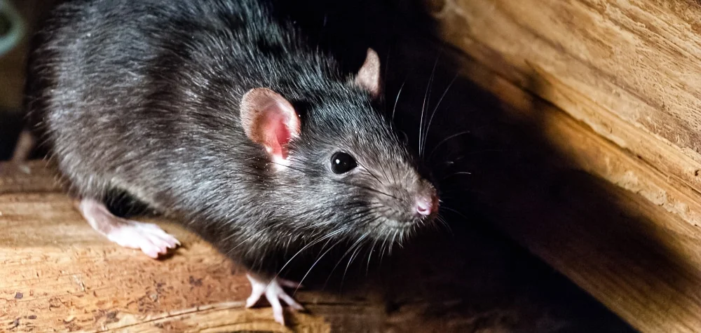 Professional treating mouse infestation in attic space